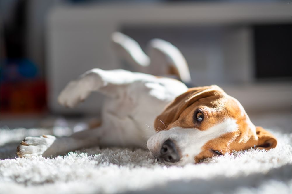 Carpet flooring | Redd Flooring & Design Center
